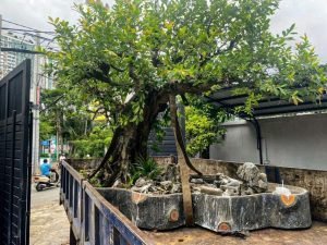 cách vận chuyển cây cảnh khi chuyển nhà giá rẻ